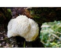 Fresh Lion's Mane Mushrooms, Locally Grown in Essex (Mushroom-Lion's Mane (750g))