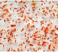Fresh Live Daphnia Food (Water Fleas), 100ml, Pack of 10 - Bulk Pack Freshwater Fish Feed Fry pond Algae Solution (Dispatched on Fridays, Next Day)