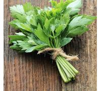 FRESH LOVAGE HERB IN A BUNCH-READY TO EAT-JUST WASH AND CHOP(HOME GROWN HERB) APRROX.45g