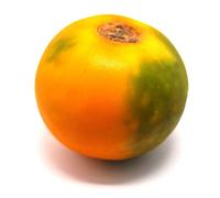 Fresh Lulo Fruit 4 Units x 5 Pack | Exotic Naranjilla Fruit | Tangy Tropical Citrus Flavor | Fresh & Chilled | Ideal for Juices, Smoothies & Desserts