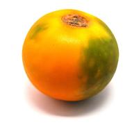 Fresh Lulo Fruit 8 Units | Product of Colombia