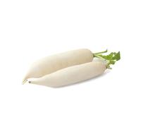 Fresh Mooli (White Radish) x 3 Pack | Crisp, Clean & Mild Flavour | Premium Asian Cooking Essential