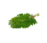 Fresh Moringa Leaves, Natural Superfood Drumstick Leaves for Smoothies, Tea and Cooking, 100% Pure Plant-Based Leafy Herb (2 Bunch)