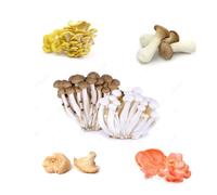 Fresh Mushroom Mix 6 Kinds 500g x 2 Packs | Gourmet Mixed Mushrooms | Crisp & Flavourful