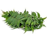 Fresh Neem Leaves Pack, 10 Strings, Indian Margosa (Azadirachta Indica), Natural Ayurvedic Herb, 100g
