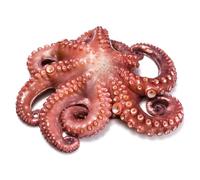 Fresh Octopus Whole 750 gr