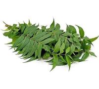 Fresh Organic Neem Leaves for Medical Use, Acne and Skin Care, Nim Leaf
