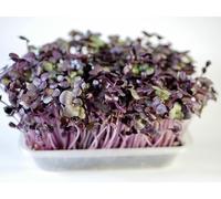 Fresh Radish Sango Microgreens 50g | Peppery Flavour | Ready to Eat