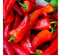 Fresh Red I Capia Peppers I Naturally Ripened I Maximum Flavor I Nutrients I Pack of 2