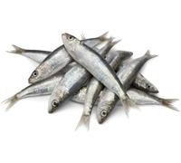 Fresh Sardines +/-10% (1kg)
