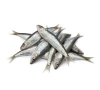 Fresh Sardines 2kg