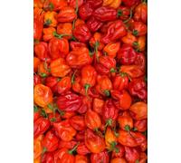 Fresh Scotch Bonnet-500g | Ideal for Hot Sauces, Chutneys, and Spicy Dishes