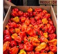 Fresh Scotch Bonnet Chilli | 0.5kg | Chilli Mash Company