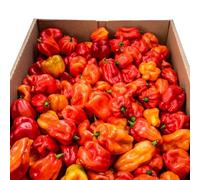 Fresh Scotch Bonnet Chillies 1kg - Chilli Mash Co - Vegan, Very Hot and Spicy, Fresh Red Scotch Bonnet Chillies from Rwanda for Cooking