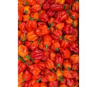 Fresh Scotch Bonnet Pepper || Bonney pepper || Caribbean peppers || (100 gram)