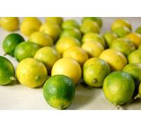 Fresh seeded key limes x 10. Grown in Egypt - Sourced by My Exotic Fruit