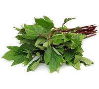 Fresh Sorrel Leaves (Gongura), Andhra Style Gongura Leaf, Kenaf Roselle Greens, Tangy Leafy Vegetable for Pickle Chutney Dal Curry, Indian Cooking Ingredient (2 Bunch)
