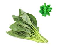Fresh Thai Kale 700gr | Fresh Mint Included