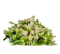 Fresh Thai Nightshade Flower 100gr x 2 pack