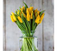Fresh Tulips - Yellow - 25 STEMS - Fresh Yellow Dutch Tulips