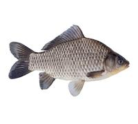 Fresh Whole Caras Fish | Crucian Carp 1kg -/+10% x 2 pack