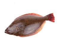 Fresh Whole Halibut 10kg (±10%) - Premium Wild-Caught Flatfish, Firm & Mild White Flesh, Ideal for Grilling, Baking & Gourmet Seafood Dishes