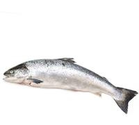 Fresh Whole Salmon Fish (Premium Quality) (2.5kg)