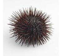 Fresh Whole Sea Urchin 2 Units | Premium Edible Uni | Sustainably Harvested from Cold Waters | Ready to Open & Serve | Rich in Omega-3 | Gourmet Seafood Delicacy
