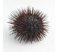 Fresh Whole Sea Urchin | Fish and Seafood Seasoning Set Included