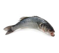 Fresh Whole Seabass Fish 1kg -/+10%