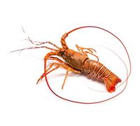 Fresh Whole Spiny Lobster Crawfish | 800-1000gr