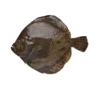 Fresh Whole Turbot 1.75kg (±10%) - Premium Wild-Caught Flatfish, Mild & Buttery White Fish, Restaurant-Quality Freshness, Ideal for Baking, Grilling & Fine Dining
