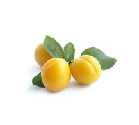 Fresh Yellow Plums x 40 Pack | Sweet, Juicy & Vibrant Stone Fruit | Perfect for Snacking, Baking, Desserts & Meal Prep | Premium Grade Produce