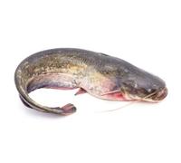Freshly Frozen Whole Large Catfish | 1 Unit ~1.5kg