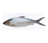Freshly Frozen Whole Milkfish Bangus | 4 Units ~800gr each