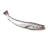 Freshly Frozen Whole Silver Hake Fish | 4 Units ~1kg Each | Premium White Fish | Mild & Flaky | Ideal for Grilling, Baking, Frying & Seafood Recipes