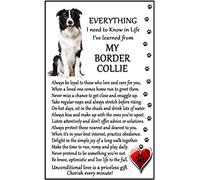 Fridge Magnets Border Collie Lover (I Learned from my Border Collie) Gift - Large Fun flexible size 16cms x 10 cms (approx. 6" x4")