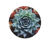 Fridge Magnets Waterproof Small Strong Magnets for Fridge Succulent Plant Refrigerator Magnets Kitchen Accessories Cute Decorative Magnets for Whiteboard Locker Office Home Decor