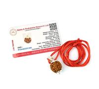 Frienemy Presents 6 Mukhi Rudraksha/Six Faced Rudraksha Pendant Original Rudraksha Locket (Color Brown) #Frienemy-0145