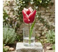 Fringed Tulip 'canasta' Bulbs - Pack Of 7