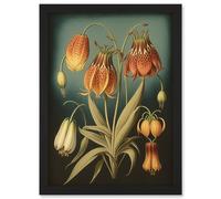 Fritillaria Flower Plant Ernst Haeckel Inspired Plant Study Modern Watercolour Painting Illustration Artwork Framed Wall Art Print A4 Artery8 Black One Size