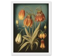 Fritillaria Flower Plant Ernst Haeckel Inspired Plant Study Modern Watercolour Painting Illustration Artwork Framed Wall Art Print A4 Artery8 White One Size