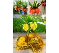 FRITILLARIA IMPERIALIS BULBS MIXED (1 RED, 1YELLOW, 1 ORANGE) (CROWN IMPERIAL LILY) HARDY GARDEN PERENNIAL