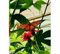 Fritillary butterfly, also known as the Passion Butterfly