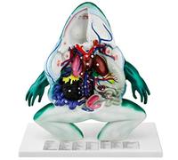 Frog Anatomical Model, Animal Biology Body Organ Anatomy Model for Biological Laboratory, Teaching Demonstration
