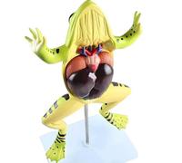 Frog Anatomy Model, Detachable Animal Skeleton Organ Anatomical Models, Educational Training Aid,Learning Display and Collectibles,17 * 22 * 39Cm.