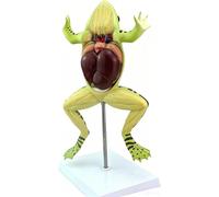 Frog Dissection Model, 5 Part Removable Skeleton Heart Visceral Organ, Medical Scientific Education Tool Biological Exhibition Researc,Includes Product Manual Digital Label