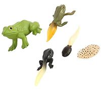 Frog Figurines Life Cycle of a Frog Tadpole to Frog Growing Kit Safariology Growth Model Biology Science Learning Toys for Kids