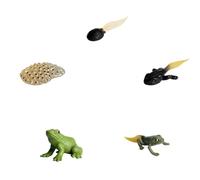 Frog Growth Cycle Model - 5 Piece Animal Life Cycle Figurines | Realistic Frog Development Set For Homeschool, Biology Learning, Nature Discovery And Science Project