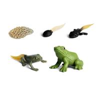 Frog Growth Model - 5 Piece Realistic Set Solid Life Cycle Figures, Biology Science Education, Growth Stages | Animal Figurine Study Set For Kids School